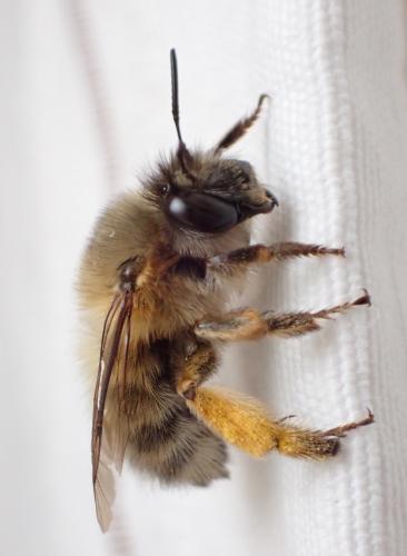 Anthophora plumipes